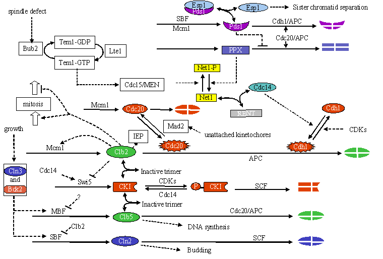 cell cycle analysis. of cell cycle control and