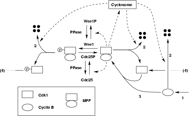 Full wiring diagram